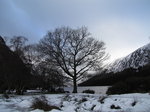 SX02718 Silhouette of tree at Upper Lake Vale of Glendalough.jpg